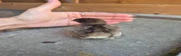 Chickens poultry for sale: Pekin Bantam Chicks in Tamworth - Advert 5