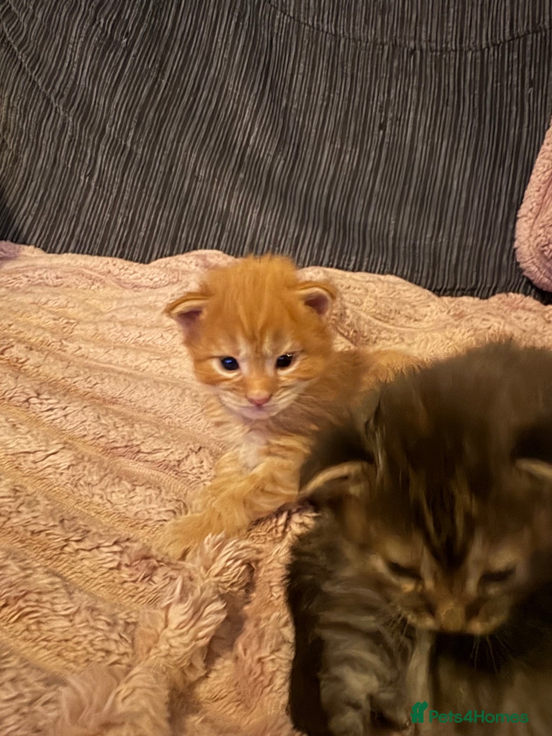 Maine Coon cats for sale: TICA registered Maine coon kittens rare red girl  - Advert 11