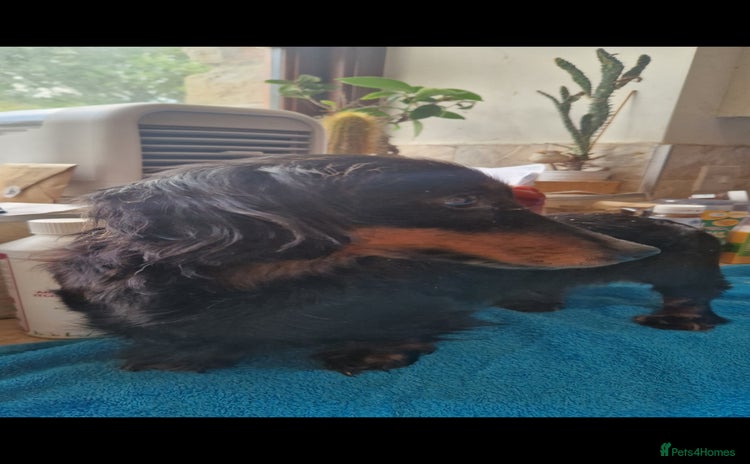 Miniature Dachshund dogs - Advert 1