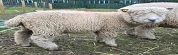 Sheep livestock for sale: Pedigree Ryelands in Macclesfield - Advert 2