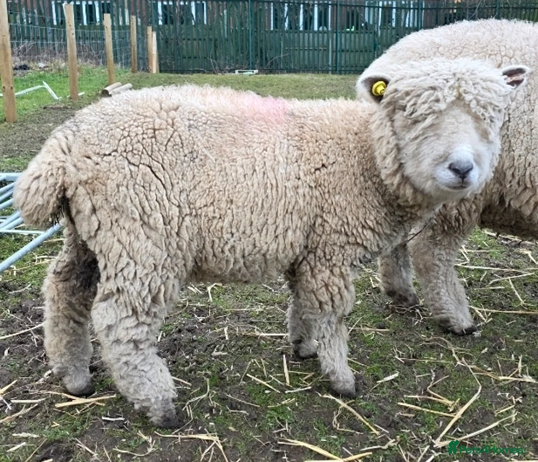 Sheep livestock for sale: Pedigree Ryelands in Macclesfield - Advert 2