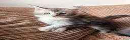 Maine Coon cats for sale: READY NOW. Tica registered mainecoon kittens - Advert 21