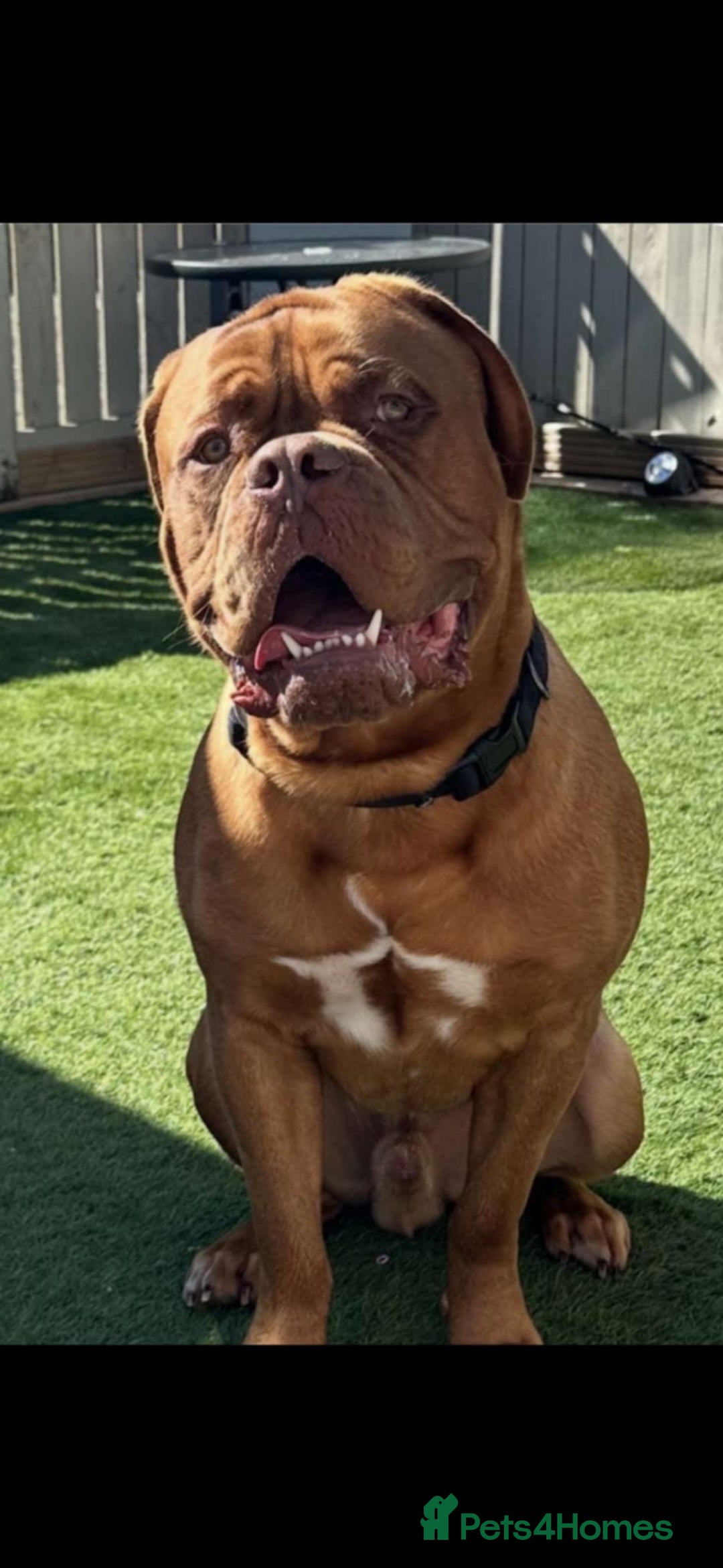 Dogue De Bordeaux dogs for sale: Dogue de bordeaux puppy - Advert 3