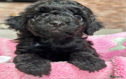 Miniature Poodle dogs for sale: Beautiful litter of Cheeky KC Reg. Mini Poodle's - Image 11