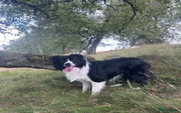 Border Collie dogs for stud: Beautiful Border Collie for Stud - Image 10