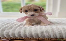 Cavapoochon dogs for sale: Cavapoochon puppies - Image 19
