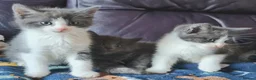 Ragdoll cats for sale: LONGHAIR/ MEDIUM HAIR RAGDOLL CROSS BSH - Advert 19