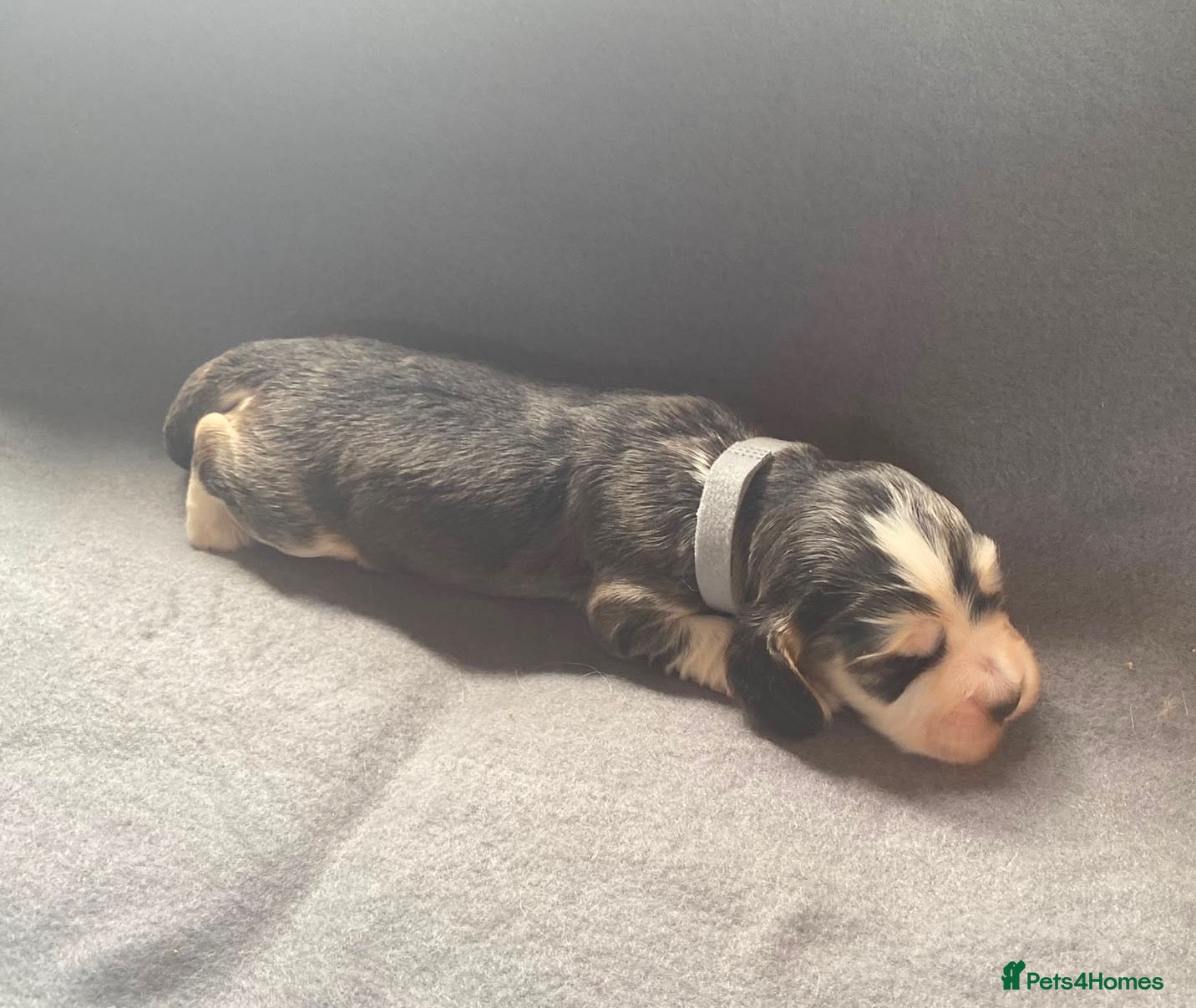 Cocker Spaniel dogs 🐾BEAUTIFUL KC REGISTERED SHOW COCKERS🐾 - Advert 2