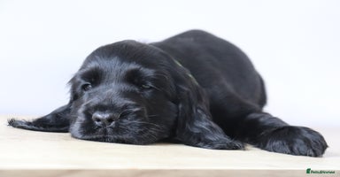 Cocker Spaniel dogs - Advert 3