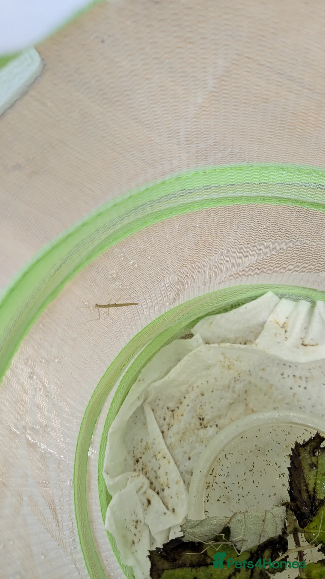 Stick Insects invertebrates for sale: Indian Stick Insects  - Advert 3