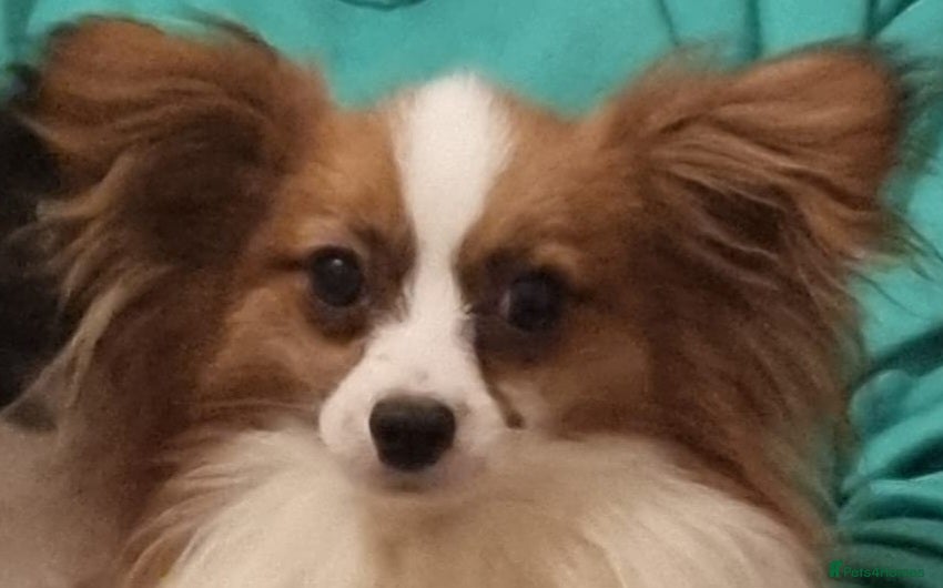 Papillon dogs kc reg proven red sable papillon for stud only - Advert 4