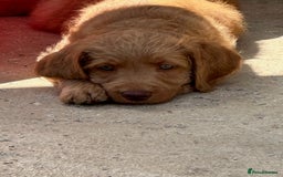 Labradoodle dogs for sale: Beautiful Puppies Ready for the Summer Holidays - Image 17