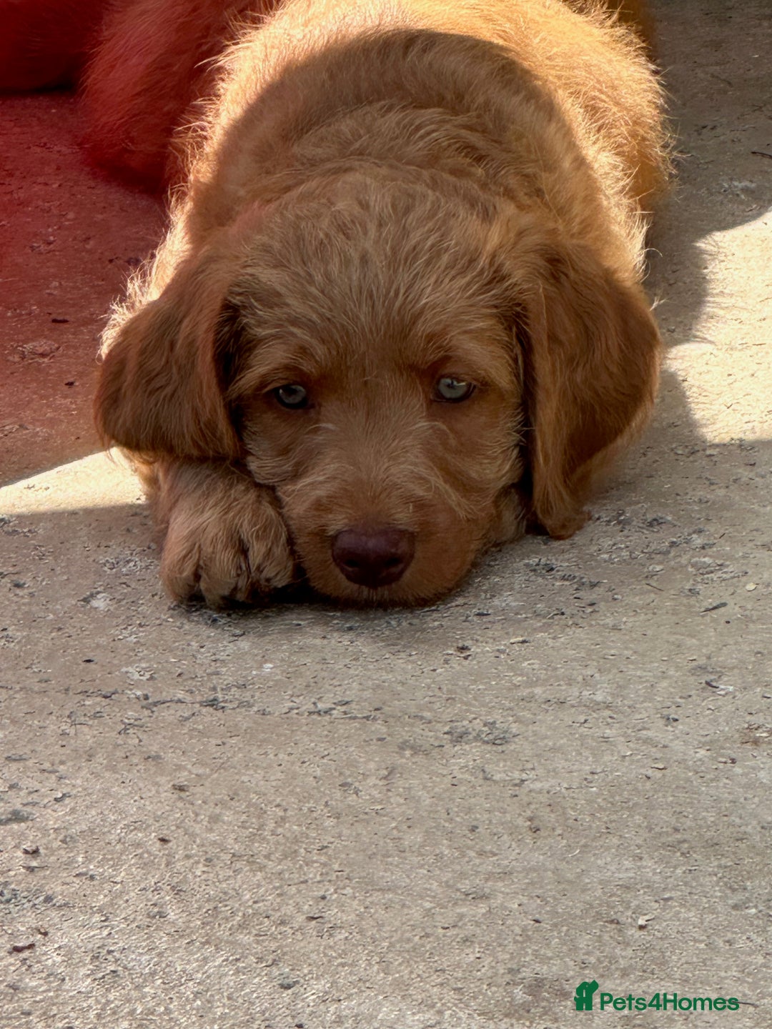 Labradoodle dogs for sale: Beautiful Puppies Ready for the Summer Holidays - Image 17