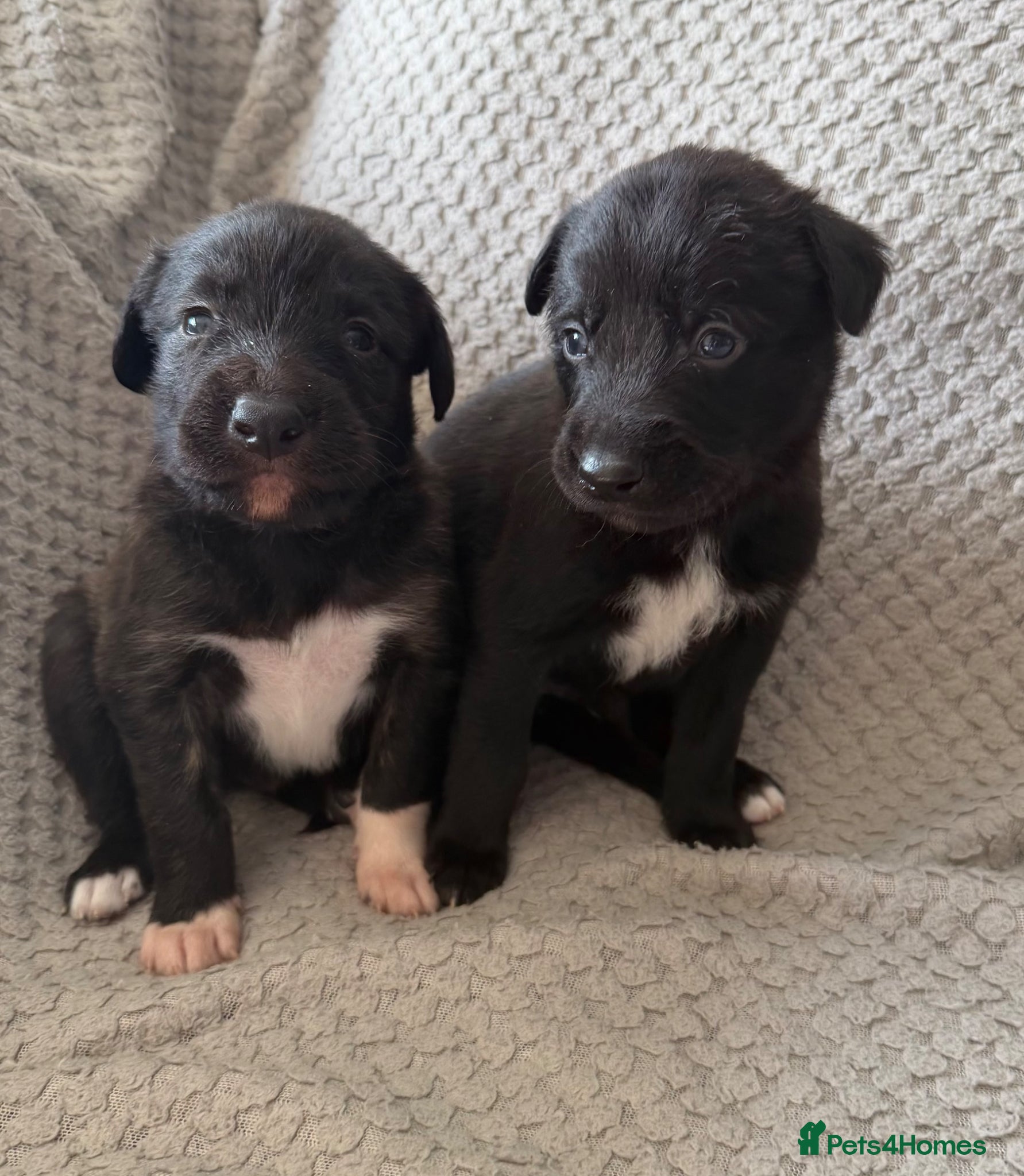 Mixed Breed dogs Collie Wheaton greyhound  - Advert 1