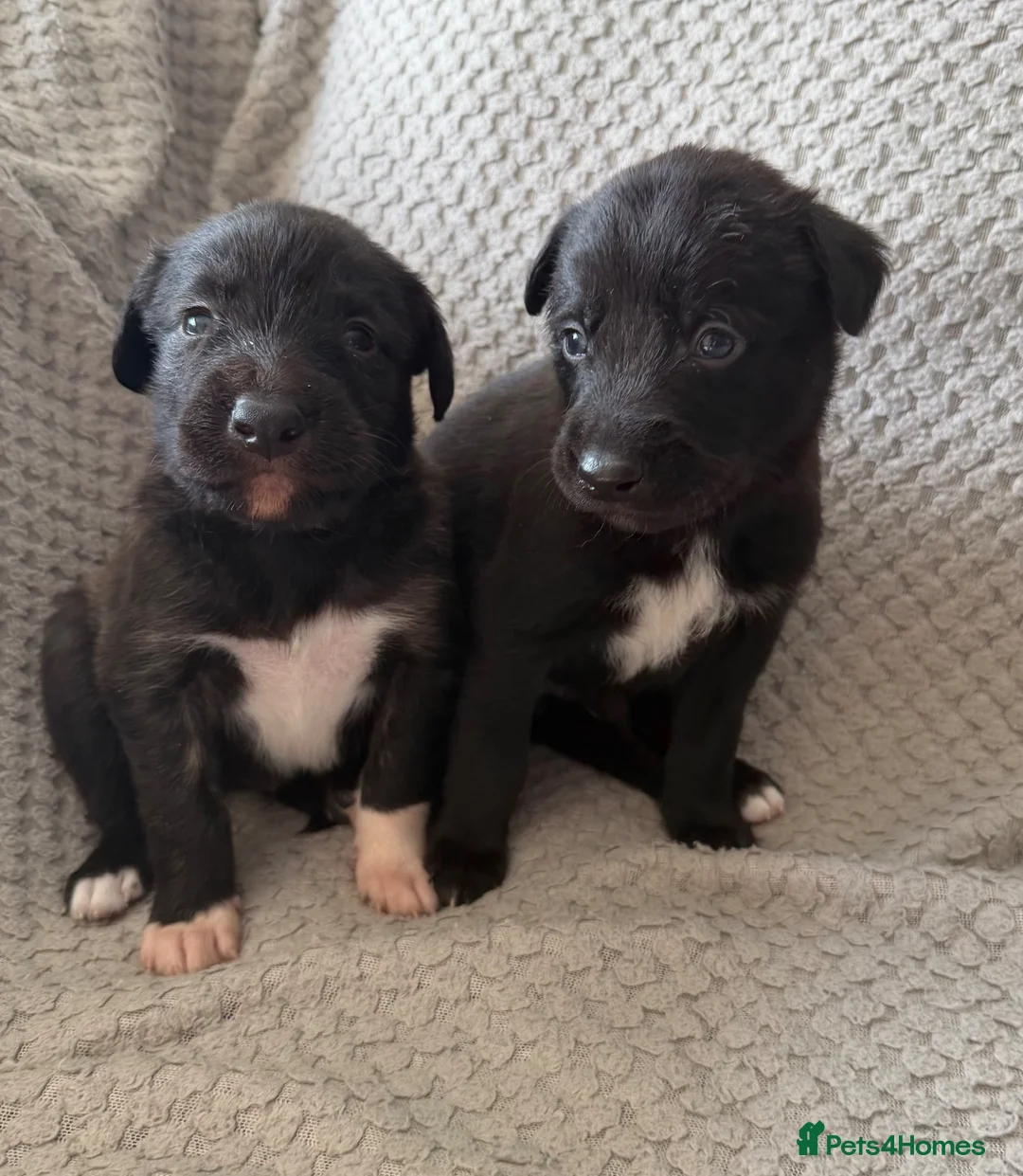 Mixed Breed dogs for sale: Collie Wheaton greyhound  in Chesterfield - Advert 1