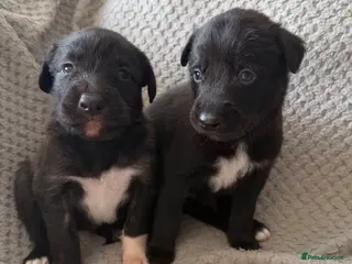 Mixed Breed dogs Collie Wheaton greyhound - Advert 1