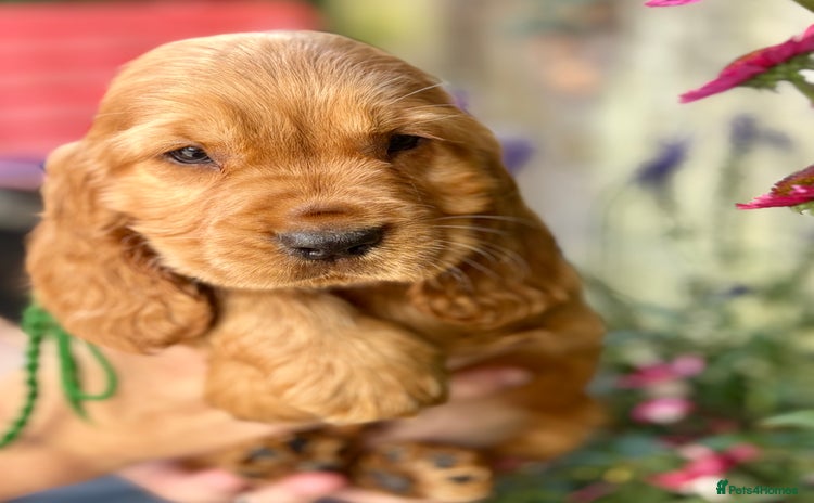 Cocker Spaniel dogs in Chepstow - Advert 1