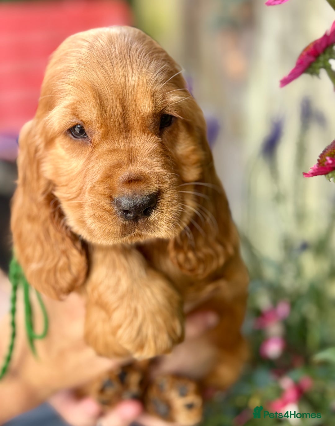 Cocker Spaniel dogs for sale: Exceptional Golden KC Show Cocker Spaniels in Chepstow - Image 35