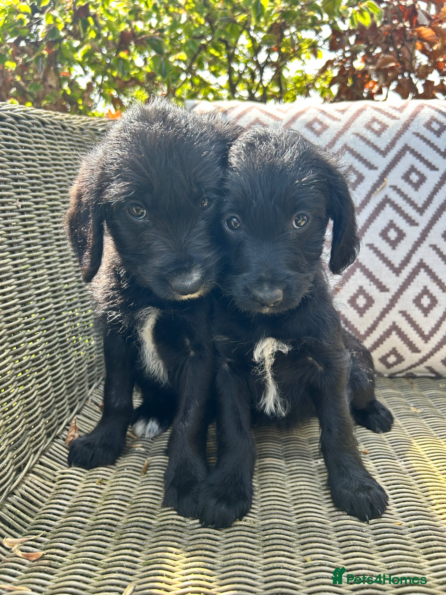 Bordoodle dogs Last 2, Black & White Mini Bordoodles Girls - Advert 3