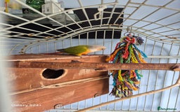 Conures birds for sale: pair of conures for sale - Image 3