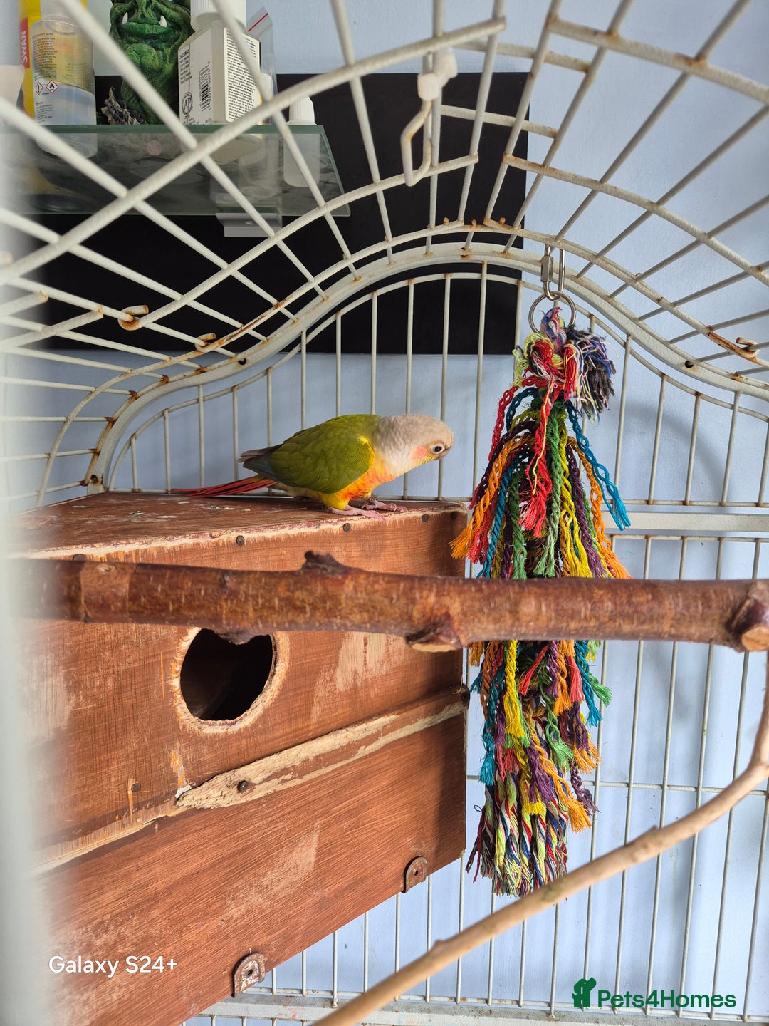 Conures birds for sale: pair of conures for sale - Image 3