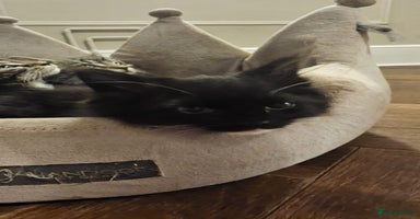 Maine Coon cats - Advert 5