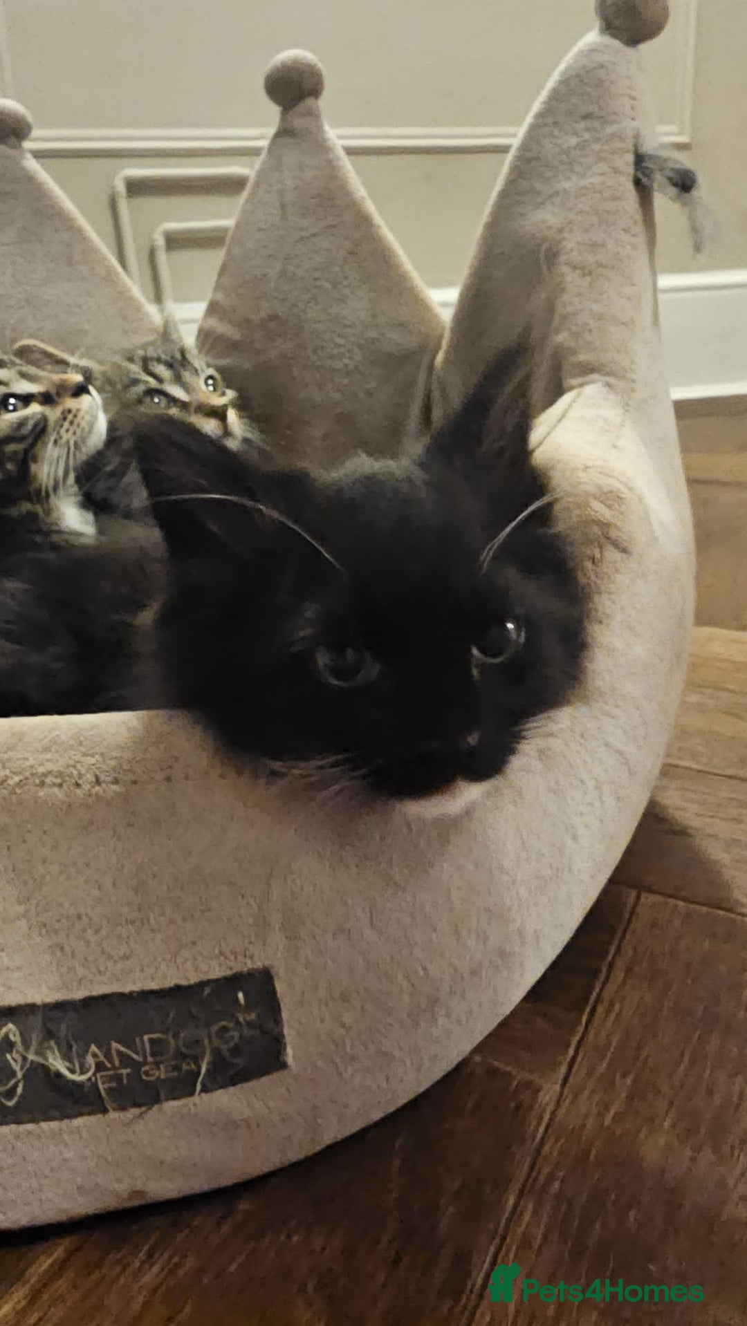 Maine Coon cats for sale: Tabby Maine coon x kittens. Ready to leave - Image 3