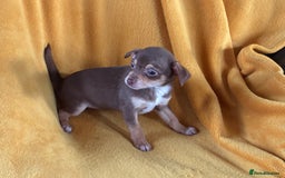 Chihuahua dogs for sale: Beautiful Chihuahua Puppies For Sale - Advert 16