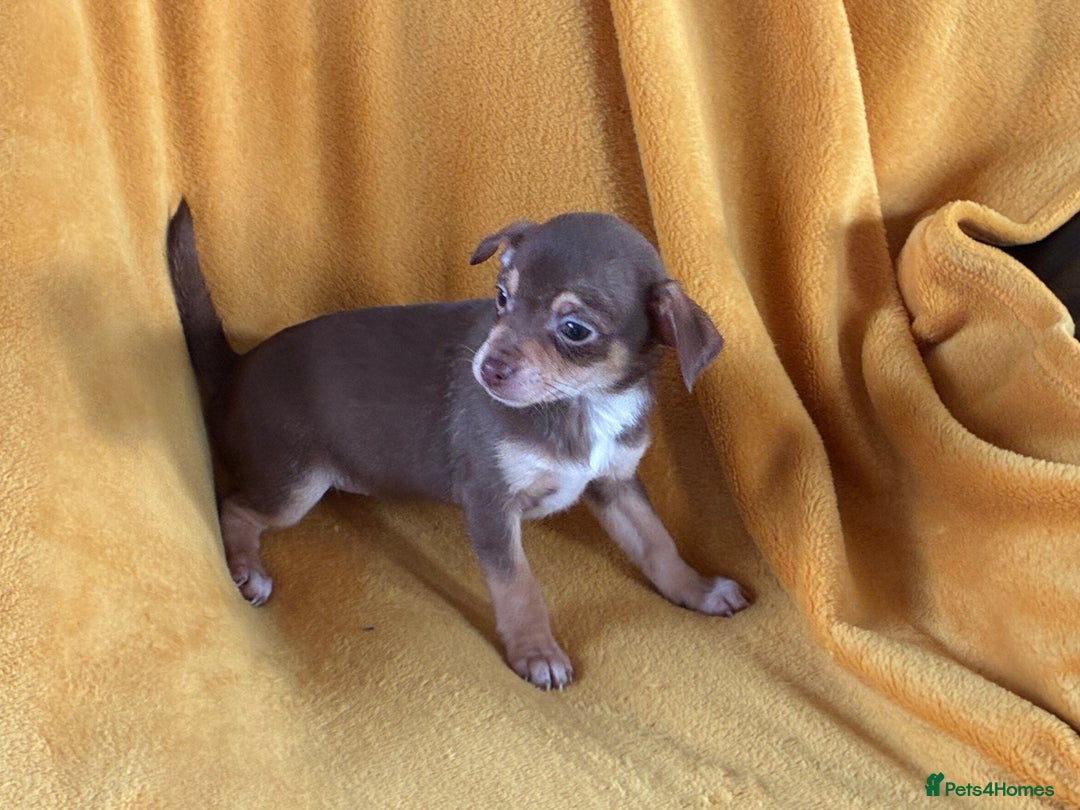 Chihuahua dogs for sale: Beautiful Chihuahua Puppies For Sale - Advert 16