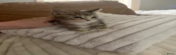 Mixed Breed cats for sale: Beautiful tabby kittens ready now  - Advert 2