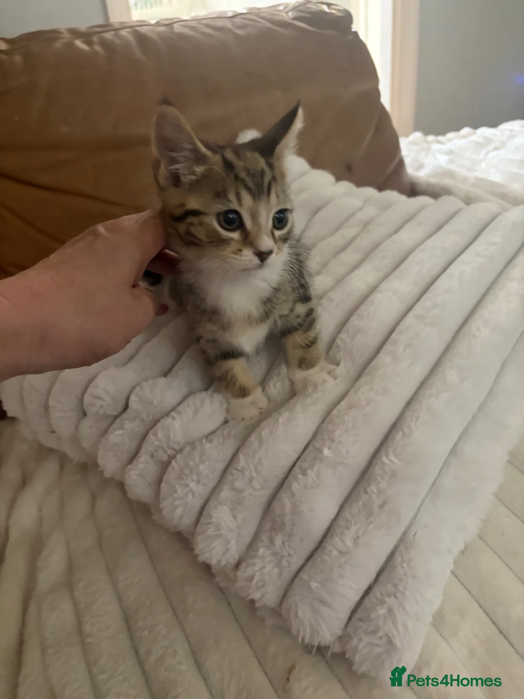 Mixed Breed cats for sale: Beautiful tabby kittens ready now  - Advert 2