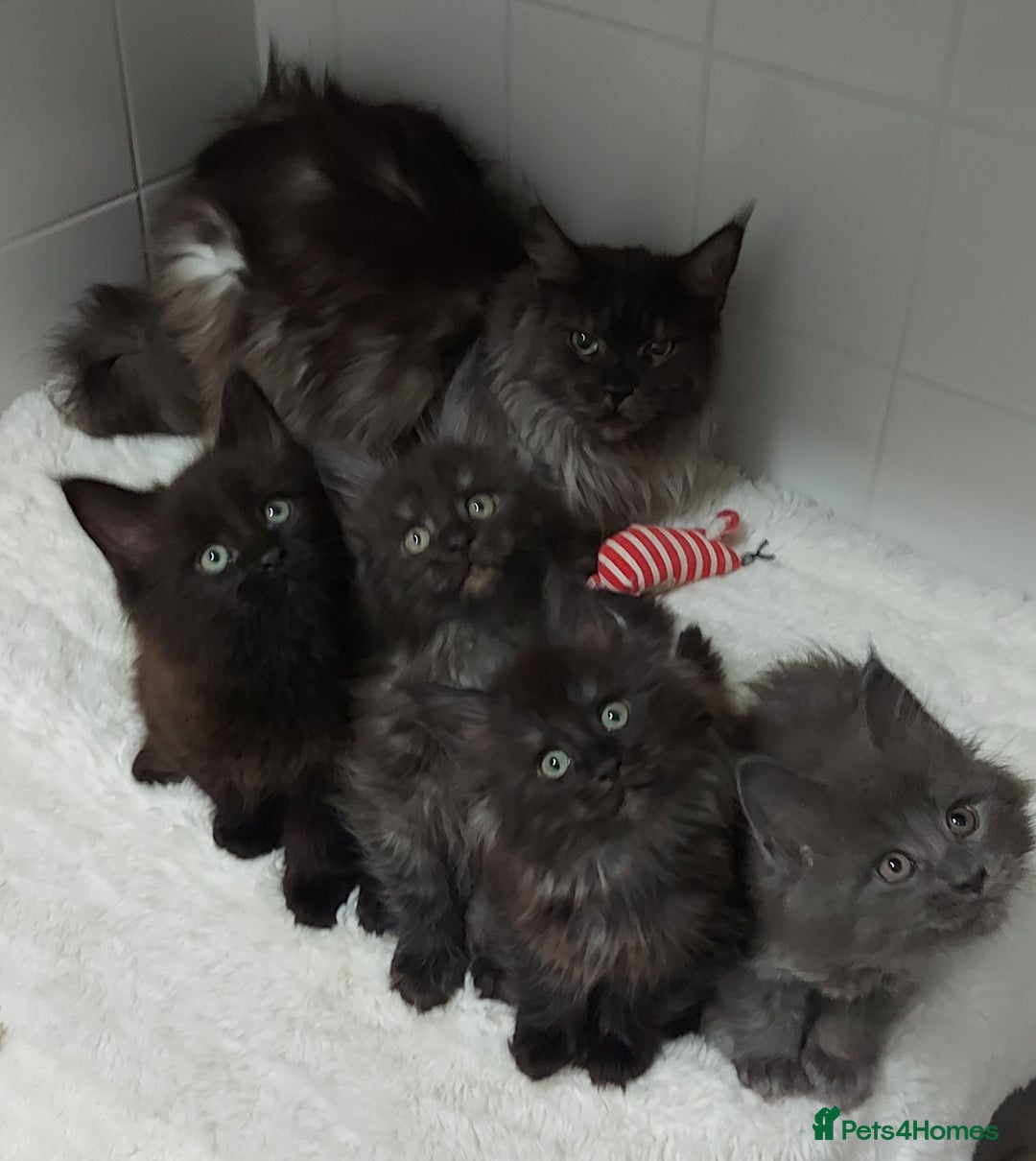 Maine Coon cats for sale: Beautiful big maine Coon babies  - Advert 4