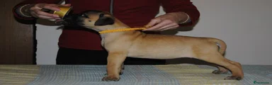 Bullmastiff Puppy 5