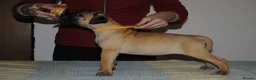 Bullmastiff dogs for sale: Bullmastiff puppies available for new homes... - Advert 2