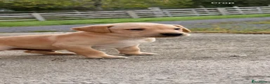 Labrador male 