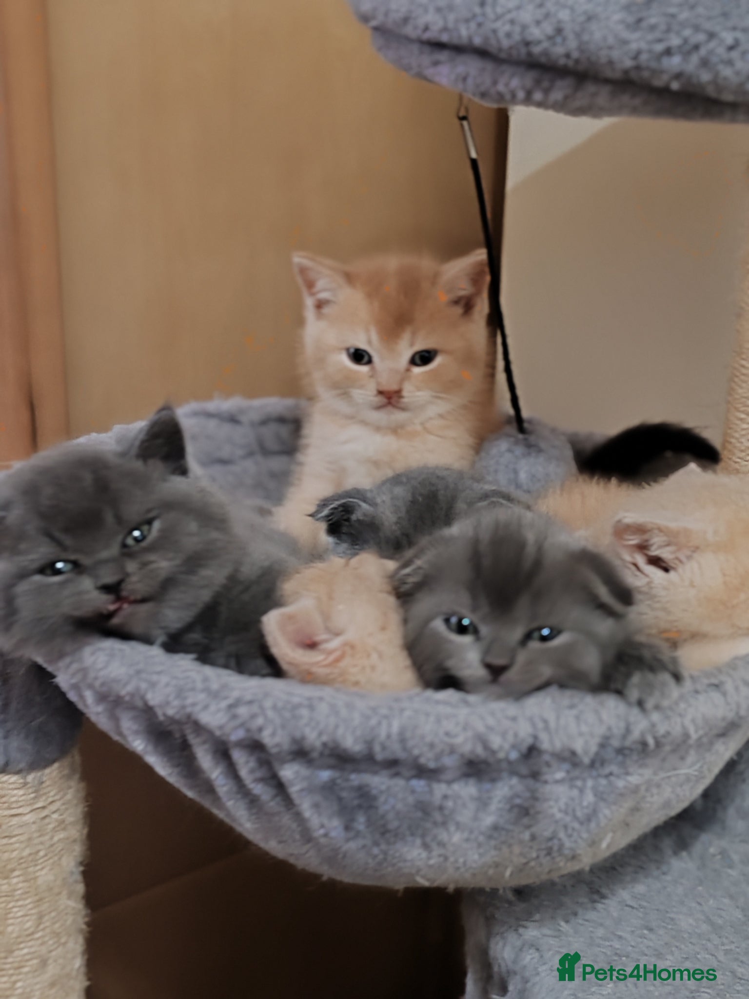 Scottish Fold cats Scottish fold x BSH kittens - Advert 2