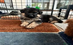 German Shepherd dogs for sale: KC show line German Shepherd puppies - Image 1