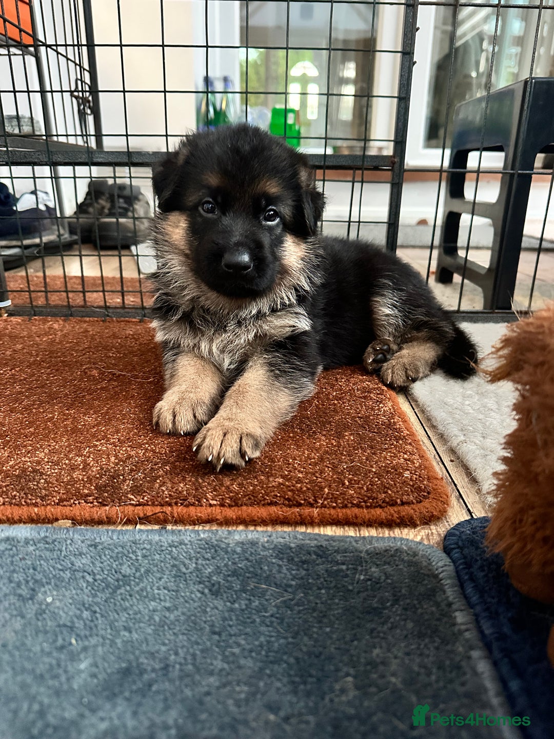 German Shepherd dogs for sale: KC show line German Shepherd puppies - Image 1
