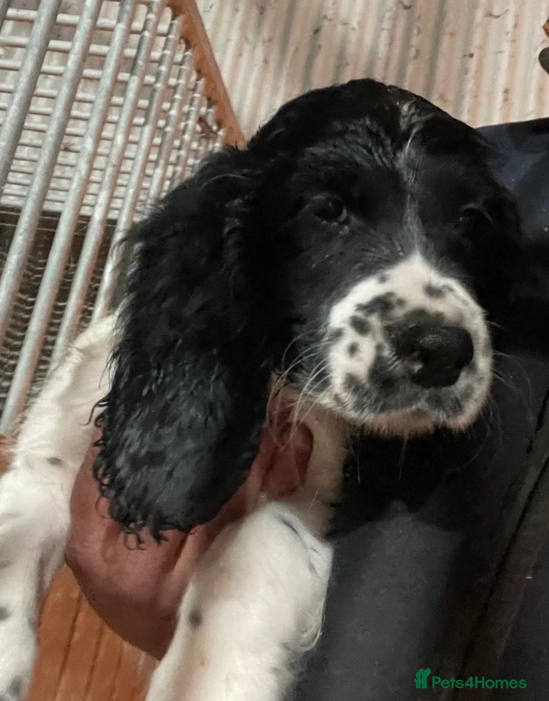 Sprocker dogs for sale: Sprocker puppies - working lines - Advert 2