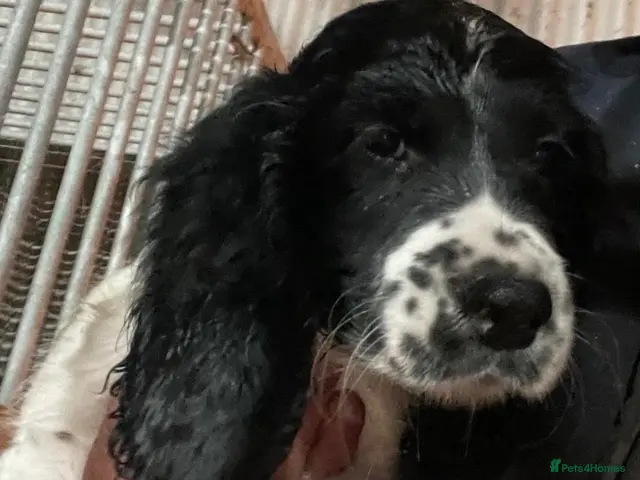Sprocker dogs for sale: Sprocker puppies - working lines - Advert 2