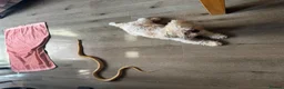Corn Snake reptiles for sale: 4-Year-Old Corn Snake + Complete Vivarium Setup  - Advert 3