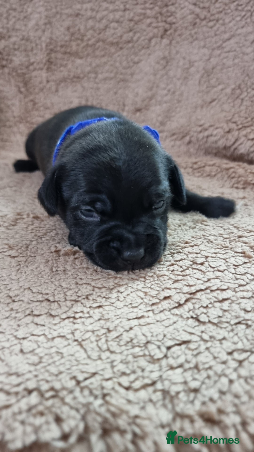 Staffordshire Bull Terrier dogs for sale: Dewellsblue - Advert 8