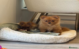 Pomeranian dogs for sale: Beautiful 6-Month-Old Pomeranian Girl for Sale  - Image 13