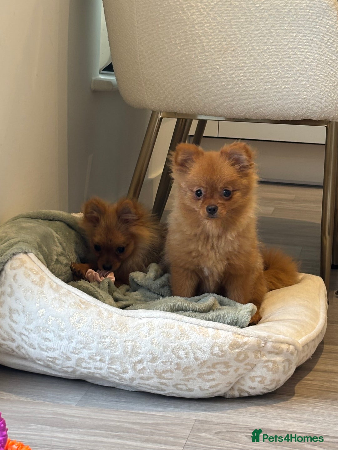 Pomeranian dogs for sale: Beautiful 6-Month-Old Pomeranian Girl for Sale  - Image 13
