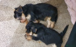 Yochon dogs for sale: 6 beautiful pups for sale - Image 2