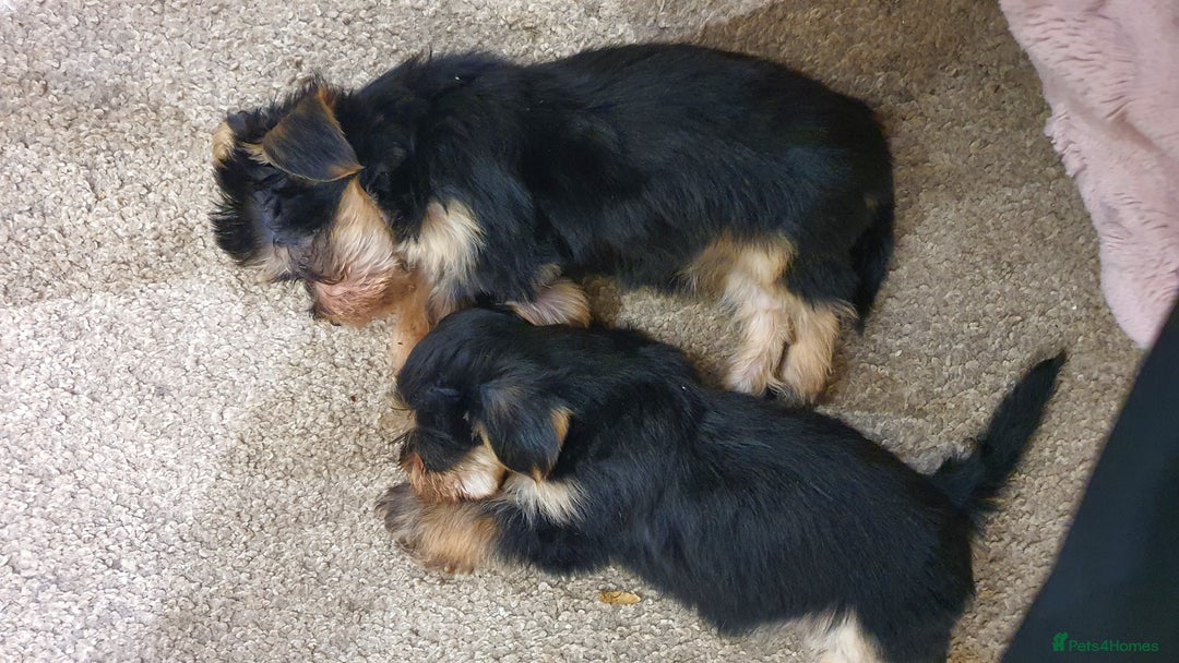 Yochon dogs for sale: 6 beautiful pups for sale - Image 2