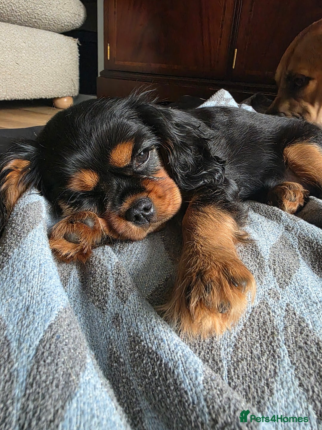 Cavalier King Charles Spaniel dogs for sale: KC reg cavalier king charles puppy - Advert 5
