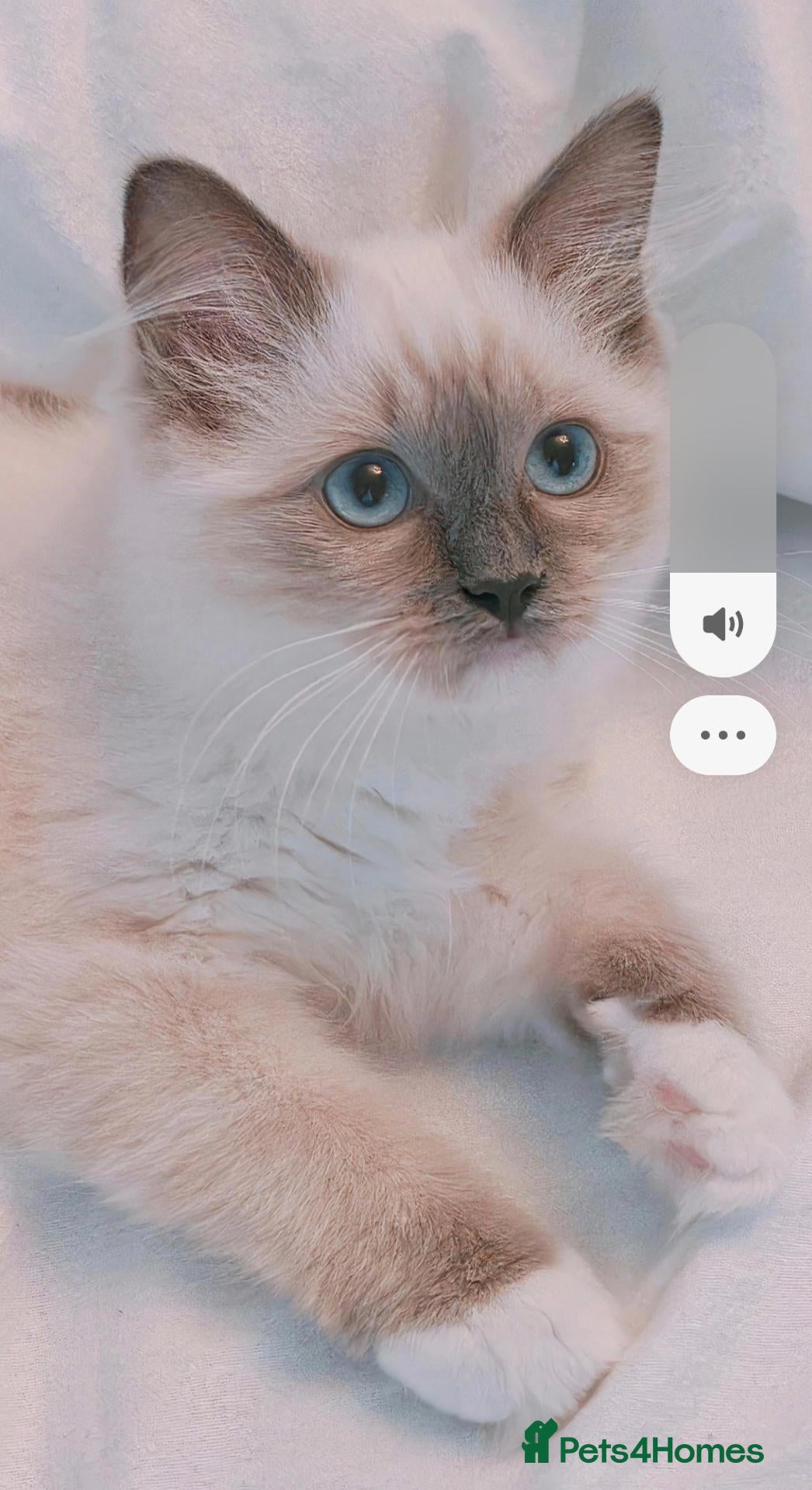 Ragdoll cats Raised with Love, ready for forever homes 🏠❤️ - Advert 5