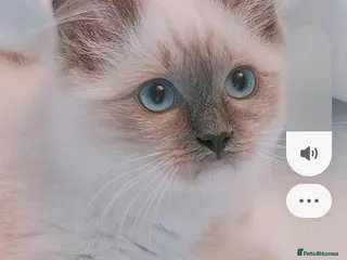 Ragdoll cats Raised with Love, ready for forever homes 🏠❤️ - Advert 5