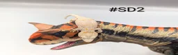 Gecko reptiles for sale: Orange blotch gargoyle gecko cb26 - Advert 2